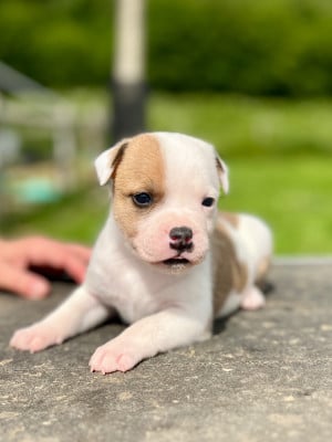 Les chiots de Staffordshire Bull Terrier