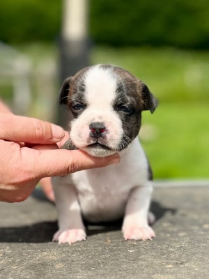 Les chiots de Staffordshire Bull Terrier