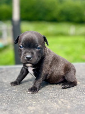 Les chiots de Staffordshire Bull Terrier