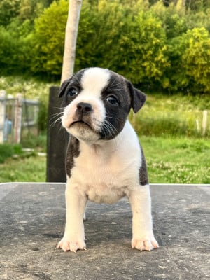 Les chiots de Staffordshire Bull Terrier