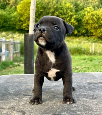 Les chiots de Staffordshire Bull Terrier