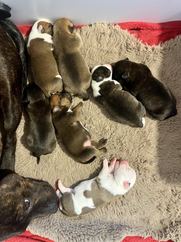 Staffordshire Bull Terrier - Patasnegras