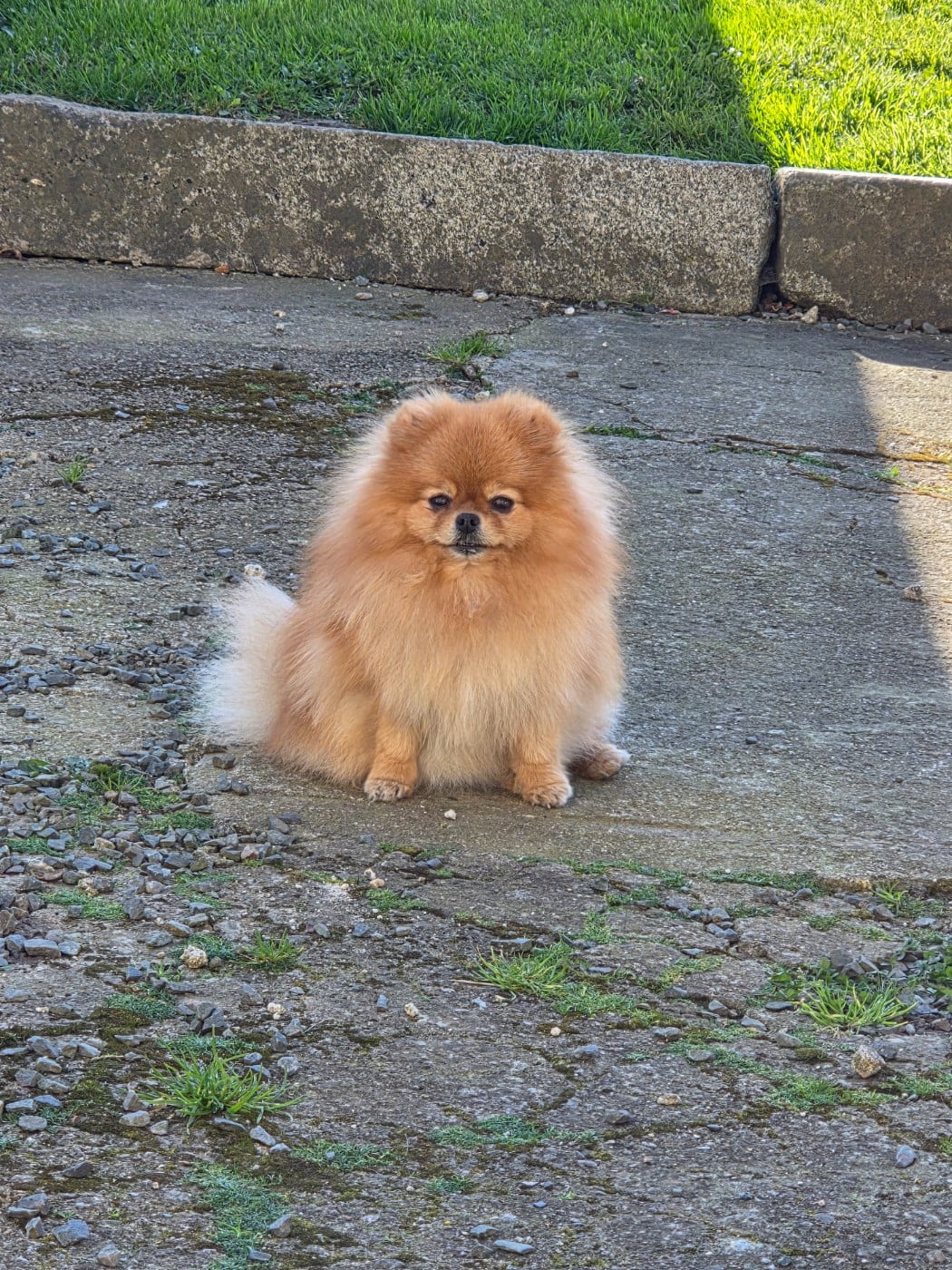 Tweeny  Du Domaine Des Cassanos