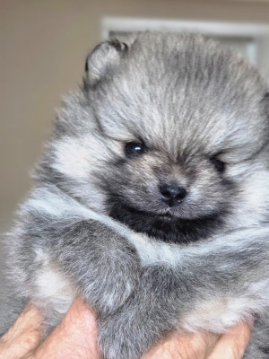 Les chiots de Spitz allemand