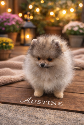 Les chiots de Spitz allemand