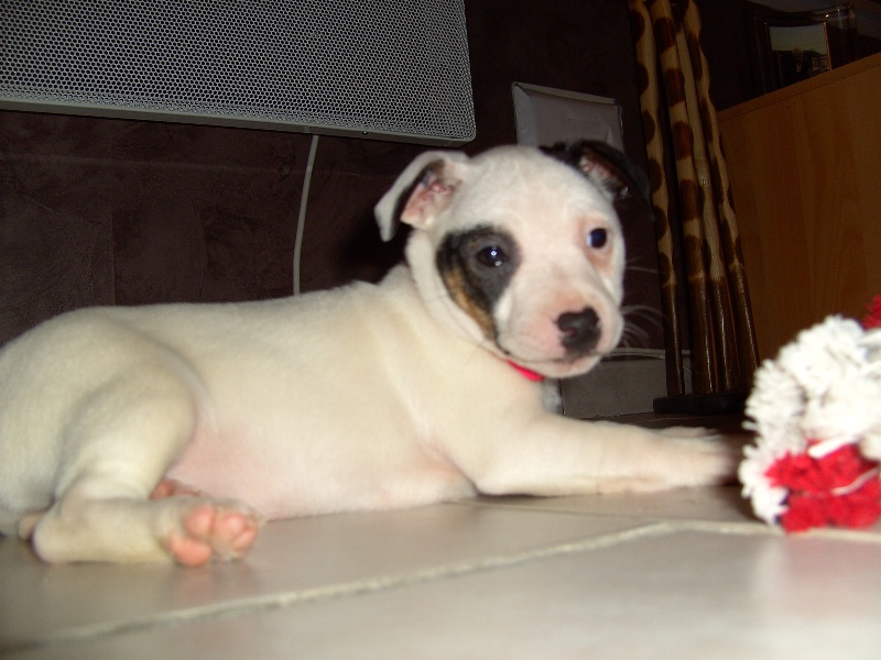 Publication : Du Fond Cailloux Auteur : Dicque Damien