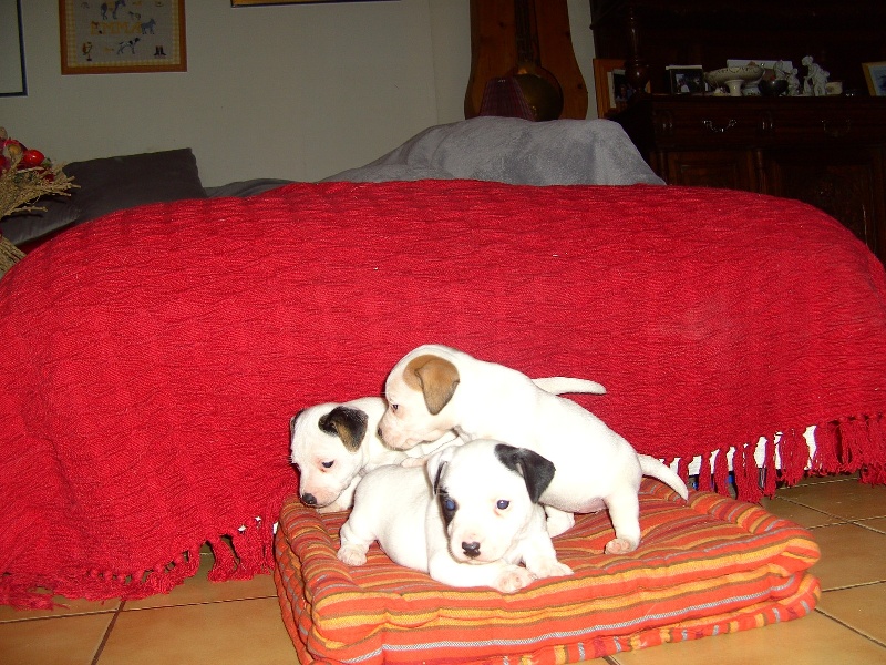 Publication : Du Fond Cailloux Auteur : Dicque Damien