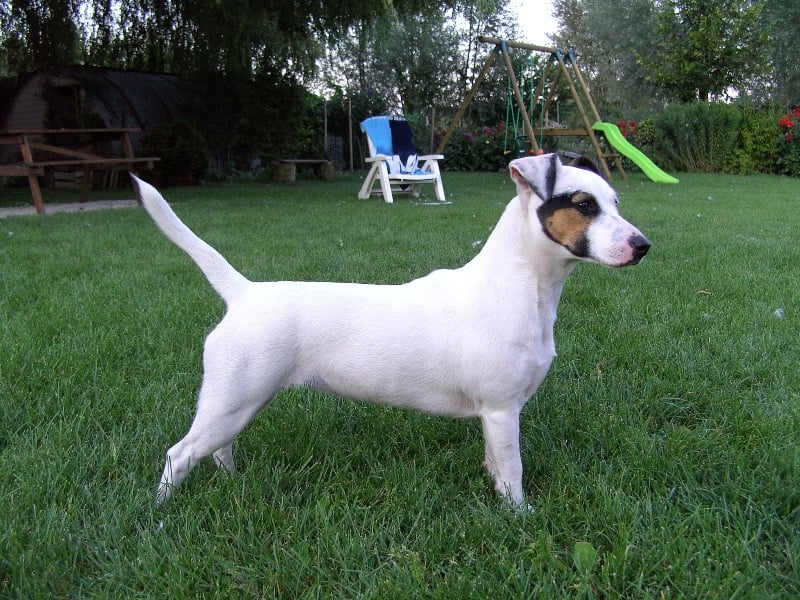 Publication : Du Fond Cailloux Auteur : Dicque Damien