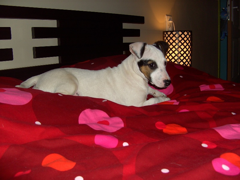 Publication : Du Fond Cailloux Auteur : Dicque Damien