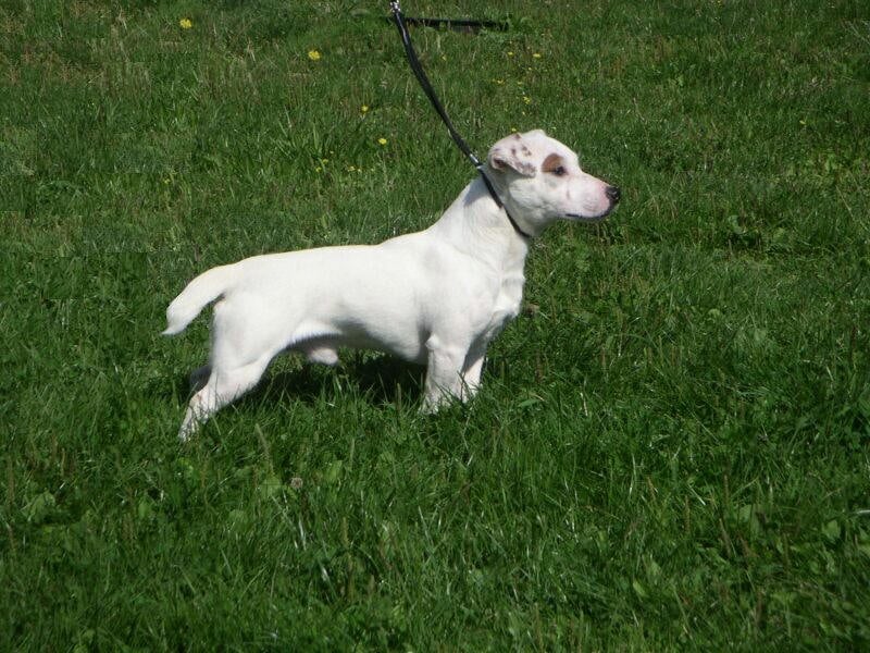 Publication : Du Fond Cailloux Auteur : Dicque Damien