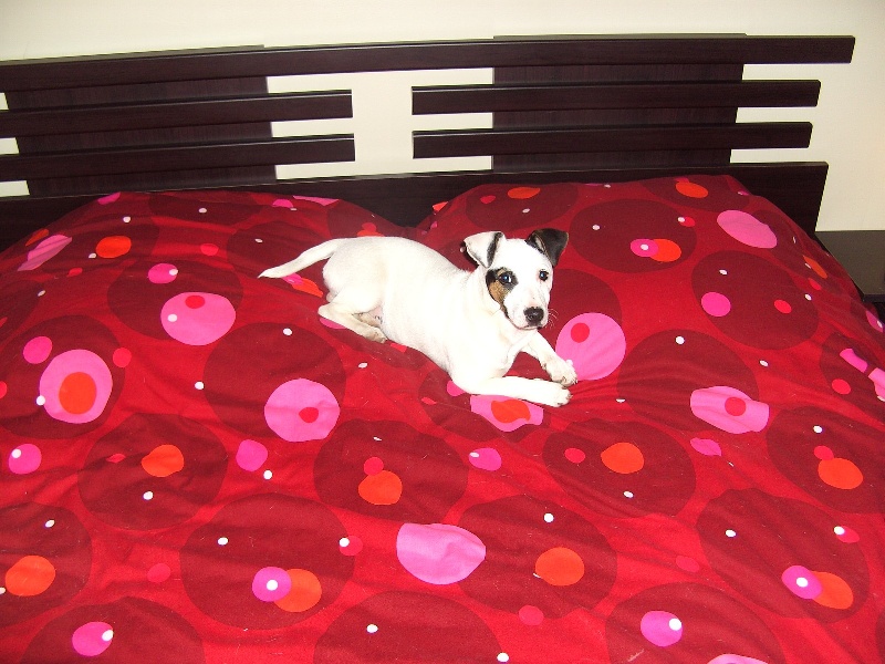 Publication : Du Fond Cailloux Auteur : Dicque Damien