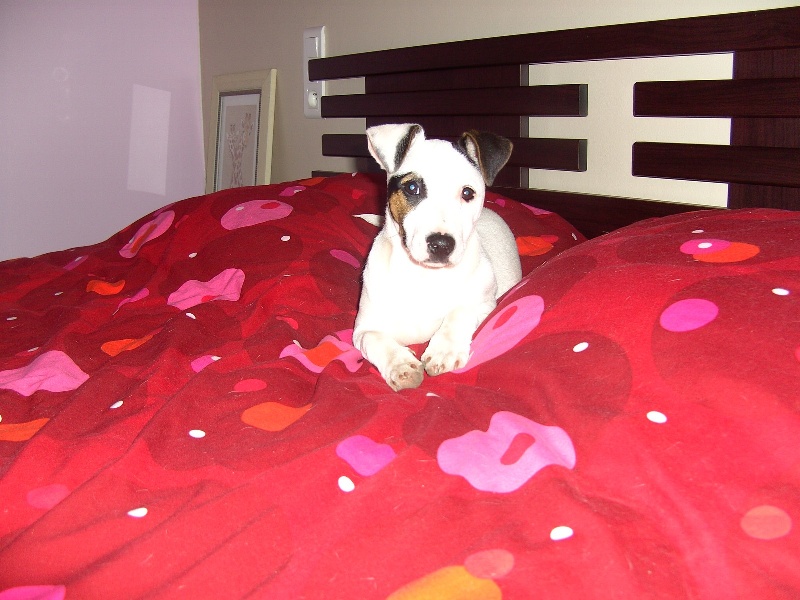 Publication : Du Fond Cailloux Auteur : Dicque Damien