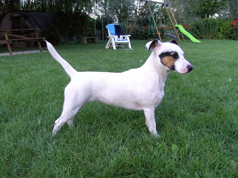 Publication : Du Fond Cailloux Auteur : Dicque Damien