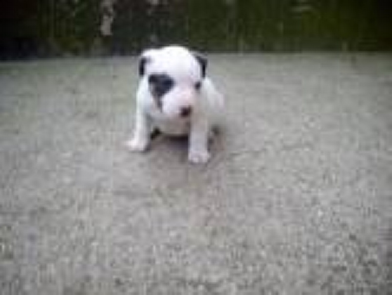 Publication : Du Fond Cailloux Auteur : Dicque Damien