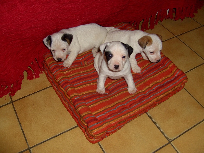 Publication : Du Fond Cailloux Auteur : Dicque Damien