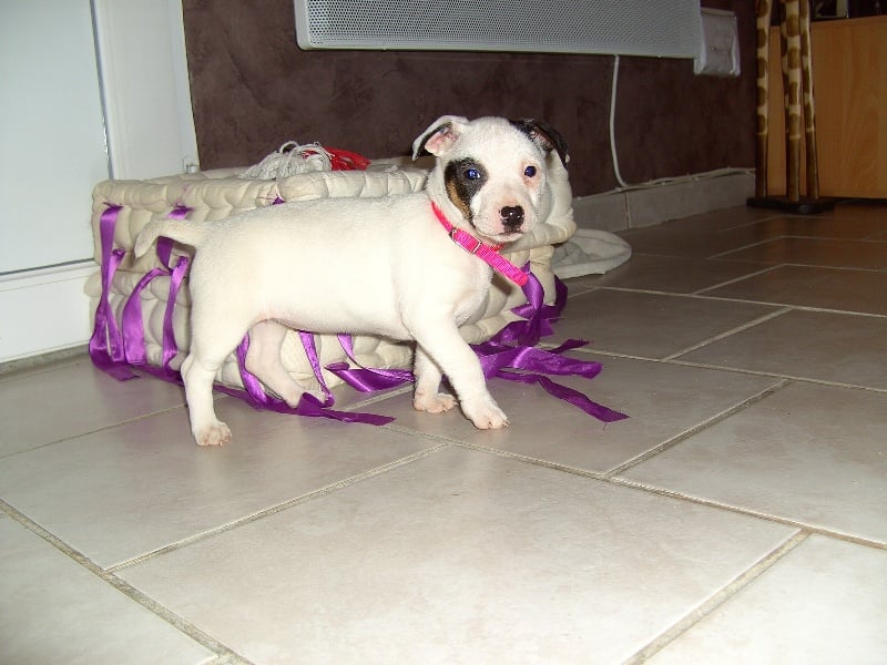 Publication : Du Fond Cailloux Auteur : Dicque Damien