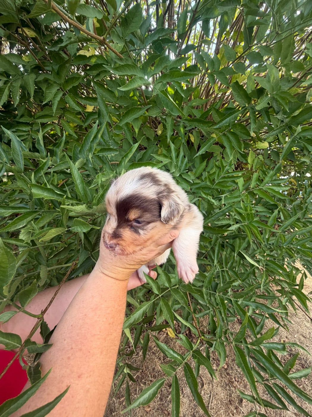 BAILEY - Berger Australien