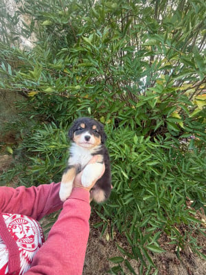 Les chiots de Berger Australien