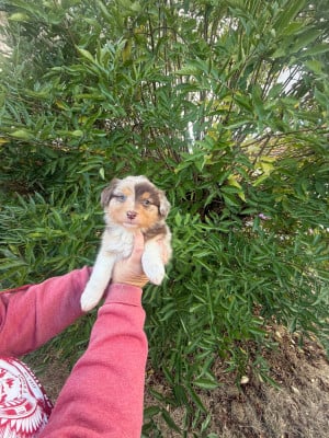Les chiots de Berger Australien