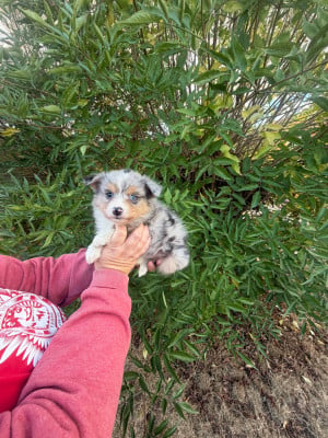 Les chiots de Berger Australien