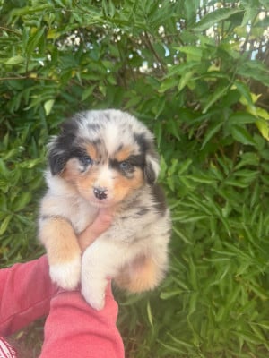 Les chiots de Berger Australien