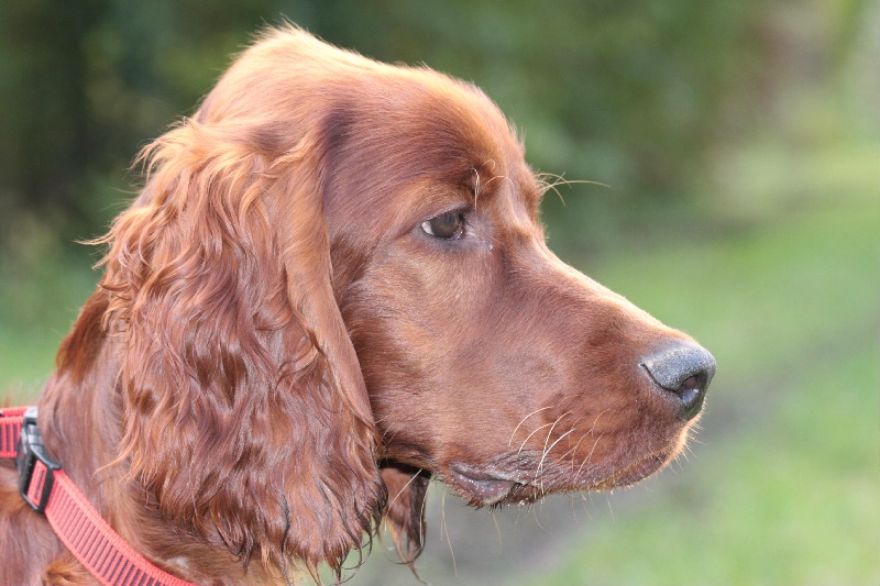 Publication : De La Croix Seizine Auteur : Georges Laforge