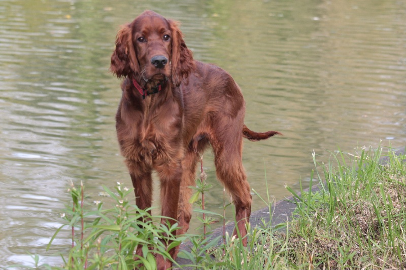 Publication : De La Croix Seizine Auteur : Georges Laforge