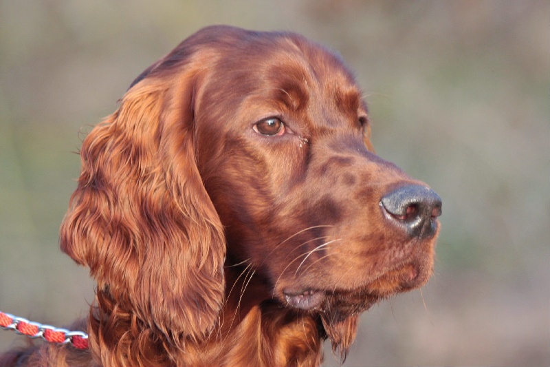 Publication : De La Croix Seizine Auteur : Georges Laforge