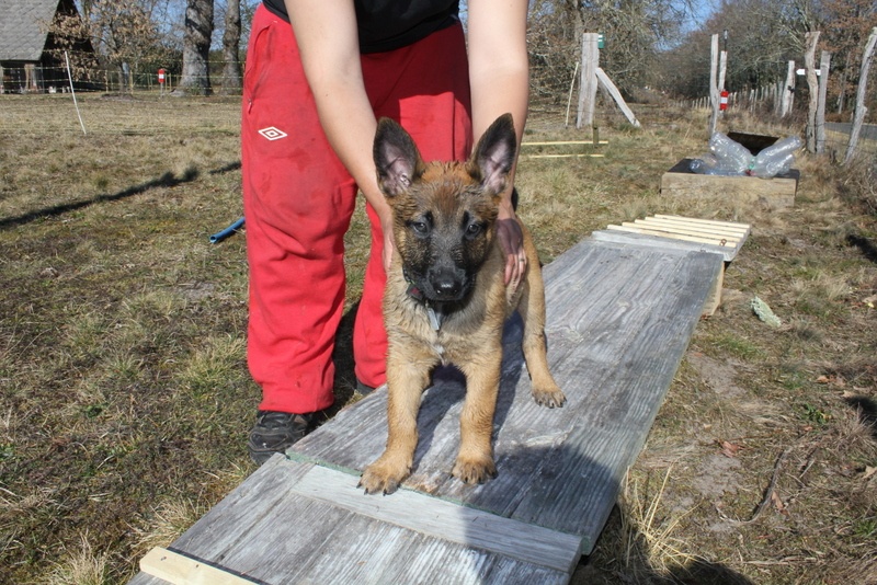 Hisis de la Horde d'Athénas