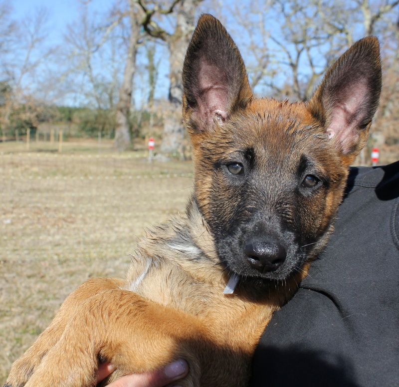 Hisis de la Horde d'Athénas