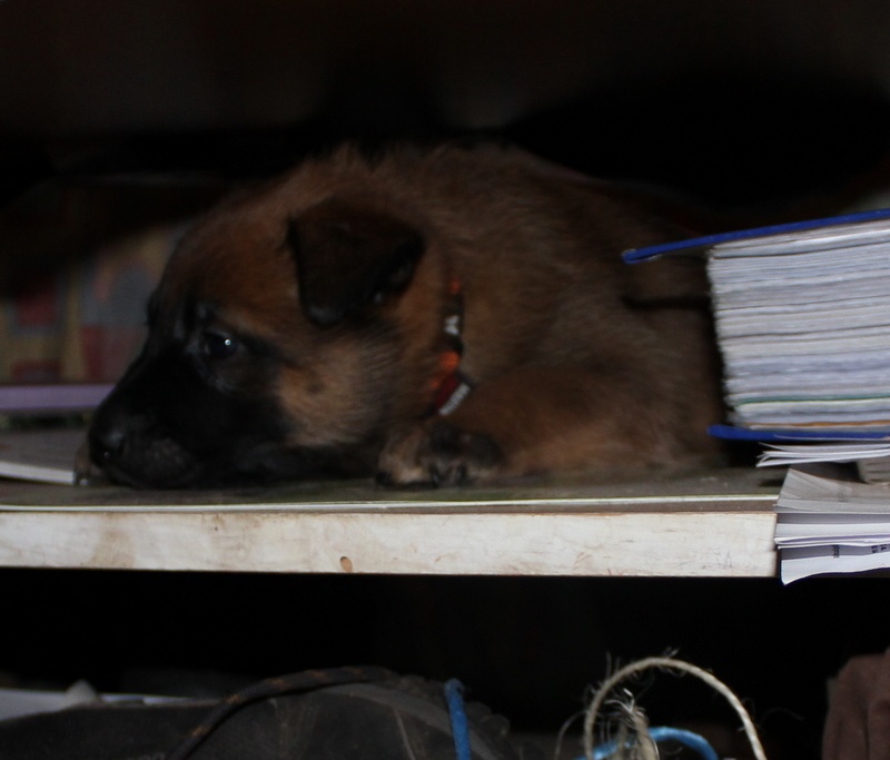 Horcie de la Horde d'Athénas