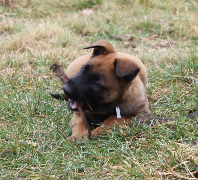 H.Ghost de la Horde d'Athénas