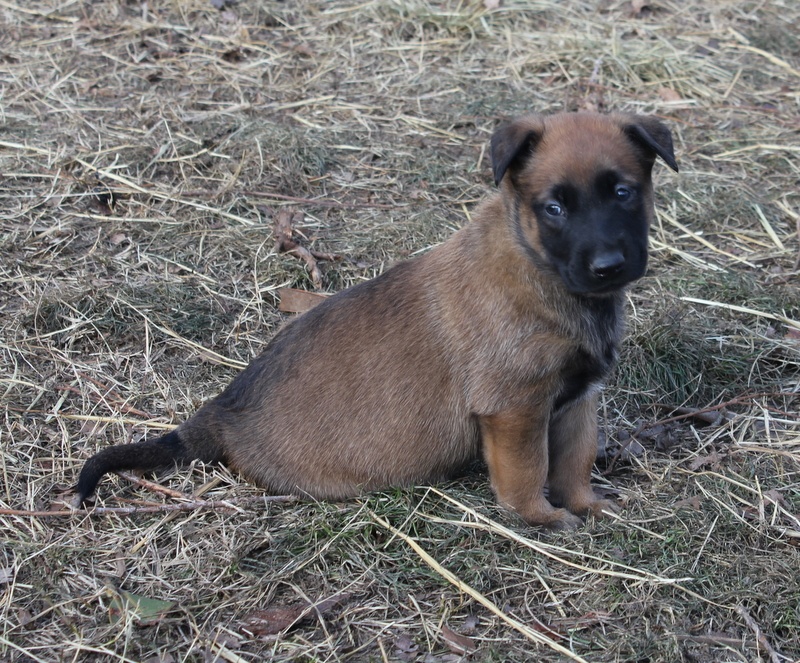 H.Ghost de la Horde d'Athénas