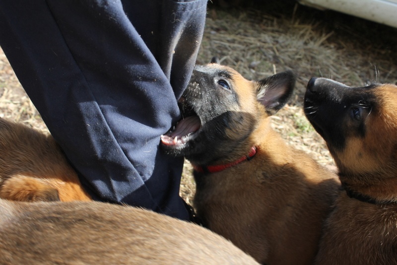 Héra de la Horde d'Athénas