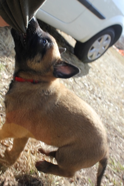 Héra de la Horde d'Athénas