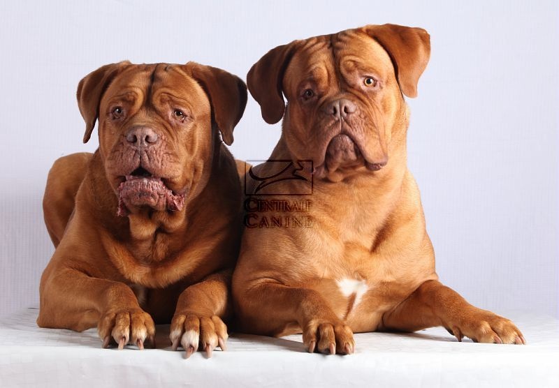 Publication : Du Domaine De Morfonde