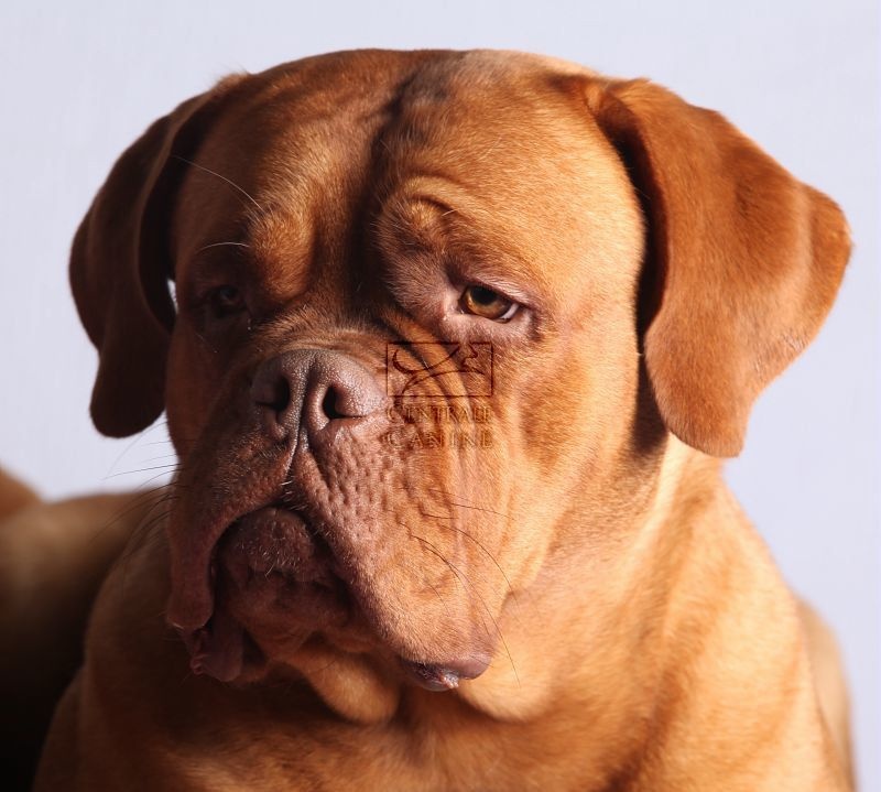 Publication : Du Domaine De Morfonde