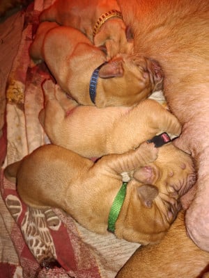 Les chiots de Dogue de Bordeaux