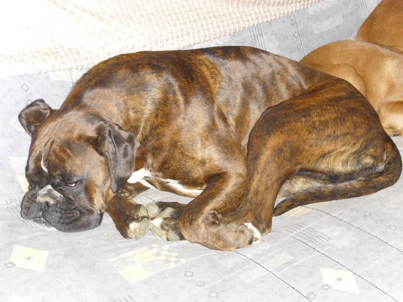 Publication : De Best Marosan