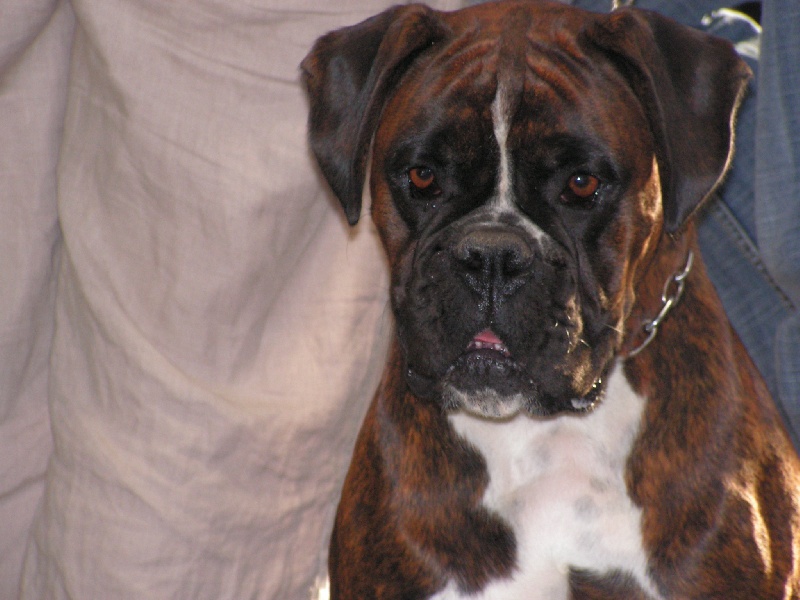 Publication : De Best Marosan