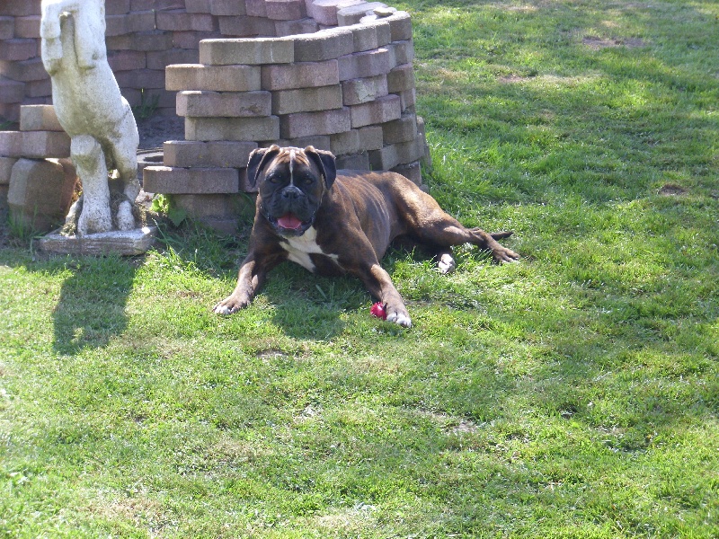 Publication : De Best Marosan