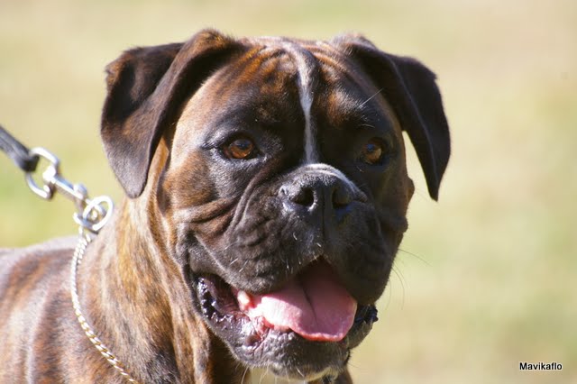 Publication : De Best Marosan