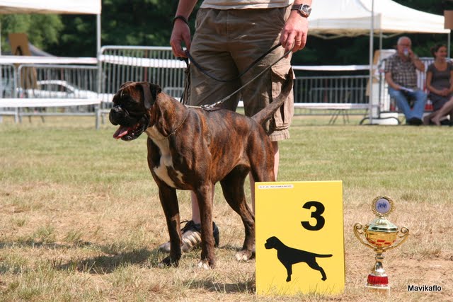 Publication : De Best Marosan