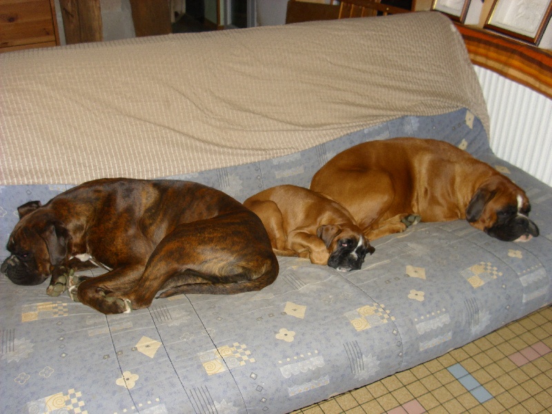 Publication : De Best Marosan