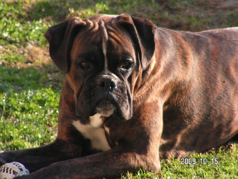 Publication : De Best Marosan