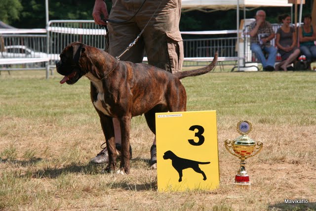 Publication : De Best Marosan