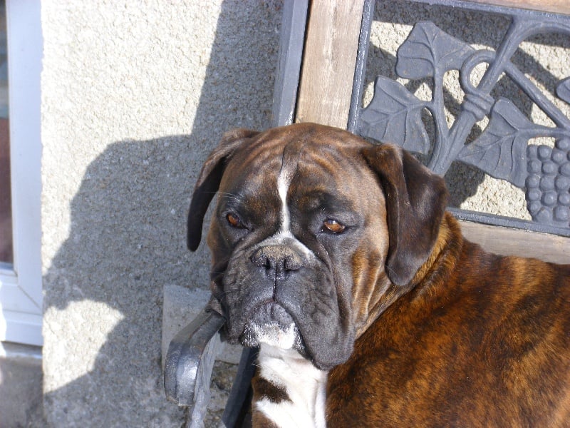 Publication : De Best Marosan