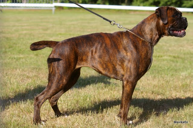 Publication : De Best Marosan