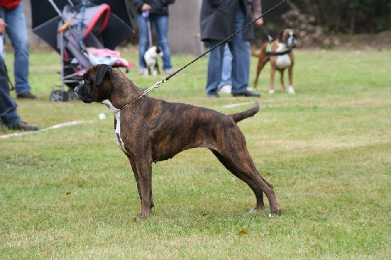 Datcha de la Tour Couronnée - trés bon non classée