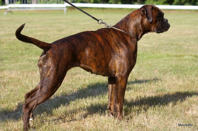 Datcha de la Tour Couronnée - 1ere excellent CACS meilleur de race classe ouverte